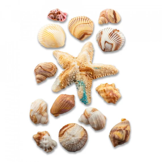 Lumea különböző kagylók cukormasszából